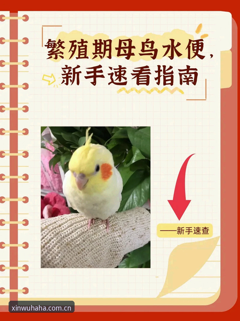 哈哈体育最新版下载 哈哈体育最新版下载完整指南:从安装到竞技的实战操作手册